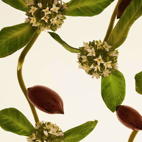 Clarins Crema de Zi Extra-Firming Toate Tipurile de Ten SPF15 50ml ingrediente