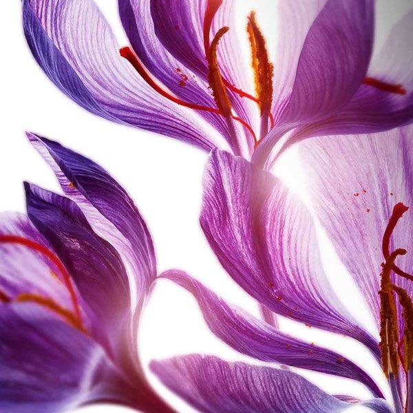 Clarins Purifying Toning Lotion Lotiune Tonica pentru Ten Gras 400ml Rezerva ingrediente