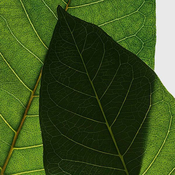 Clarins Super Restorative Night Wear Crema Noapte Ten Uscat-Foarte Uscat 50ml ingrediente 2