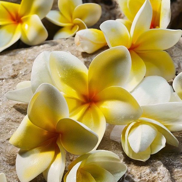 Dolce&Gabbana Light Blue pour Femme Apa de Parfum frangipani