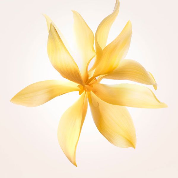 Narciso Rodriguez Narciso Ambree Apa de Parfum pentru femei note olfactive ylang ylang