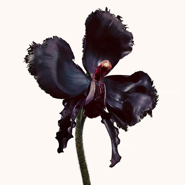 Tom Ford Black Orchid Reserve Parfum Unisex note